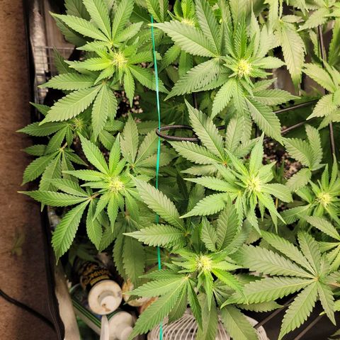 Bubblegum growlog timeline photo