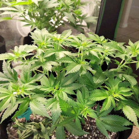 Bubblegum growlog timeline photo