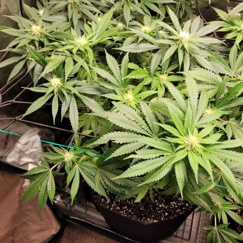 Bubblegum growlog timeline photo