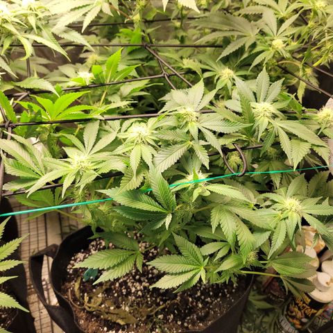 Bubblegum growlog timeline photo