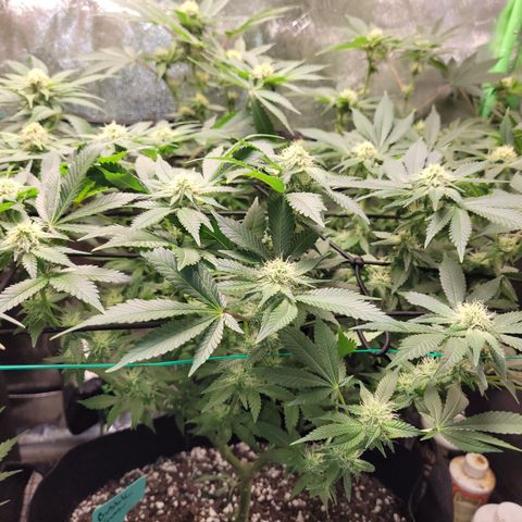 Bubblegum growlog timeline photo