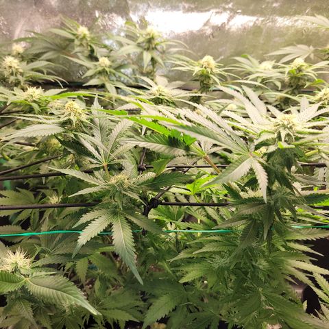 Bubblegum growlog timeline photo