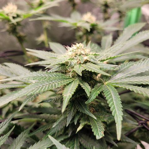 Bubblegum growlog timeline photo