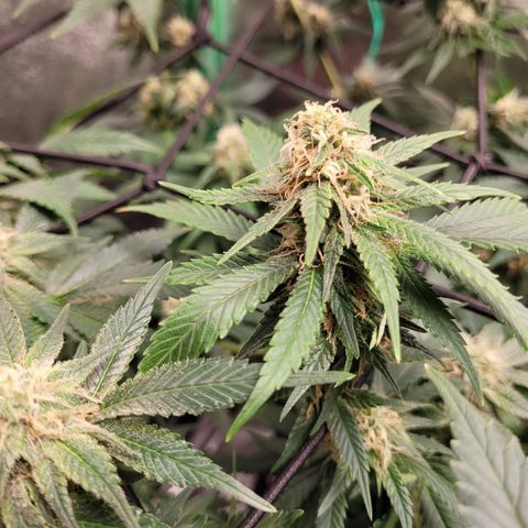 Bubblegum growlog timeline photo