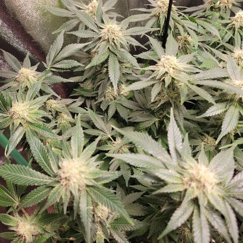 Bubblegum growlog timeline photo