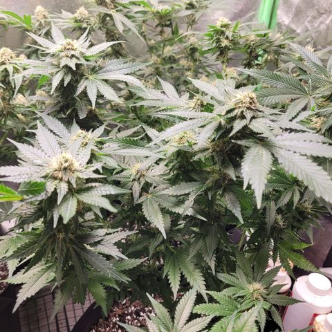 Bubblegum growlog timeline photo