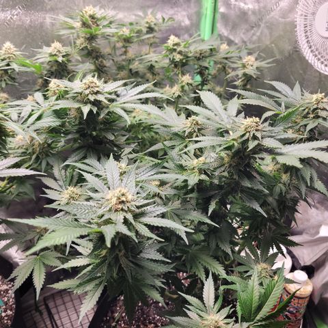 Bubblegum growlog timeline photo