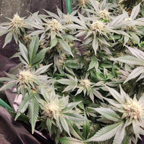Bubblegum growlog timeline photo