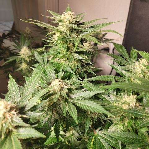 Bubblegum growlog timeline photo