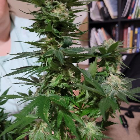 Bubblegum growlog timeline photo