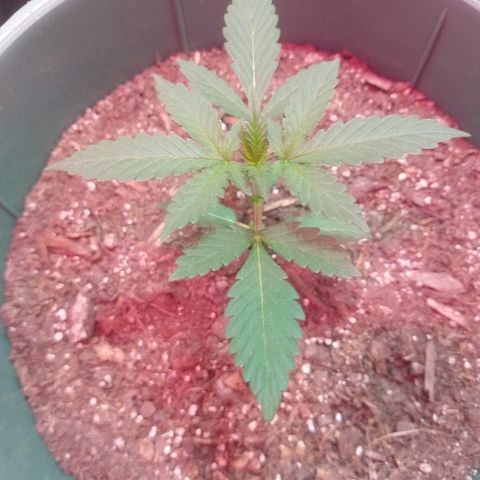 Gorilla Glue Auto growlog timeline photo