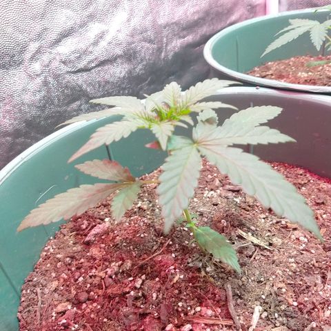 Gorilla Glue Auto growlog timeline photo