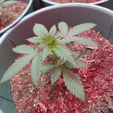 Gorilla Glue Auto growlog timeline photo