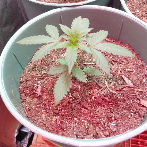 Gorilla Glue Auto growlog timeline photo