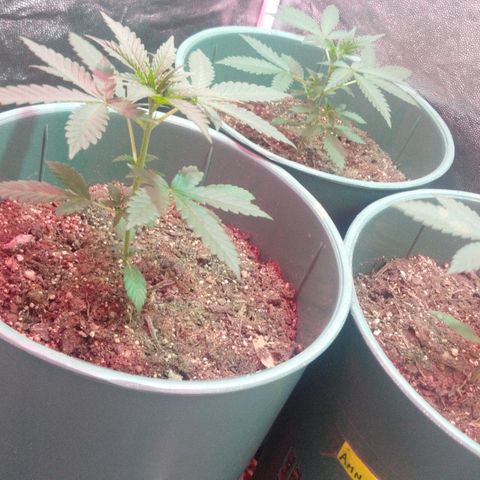 Gorilla Glue Auto growlog timeline photo