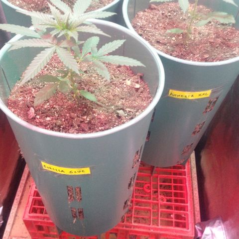 Gorilla Glue Auto growlog timeline photo