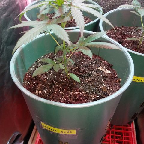 Gorilla Glue Auto growlog timeline photo