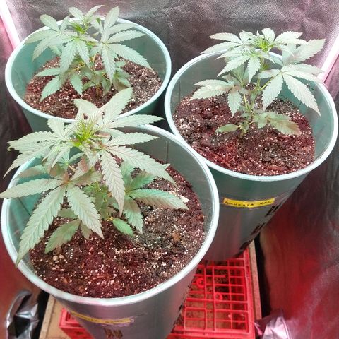 Gorilla Glue Auto growlog photo: Recién regadas con 2,3 mil de fertilizante! 