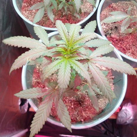 Gorilla Glue Auto growlog timeline photo