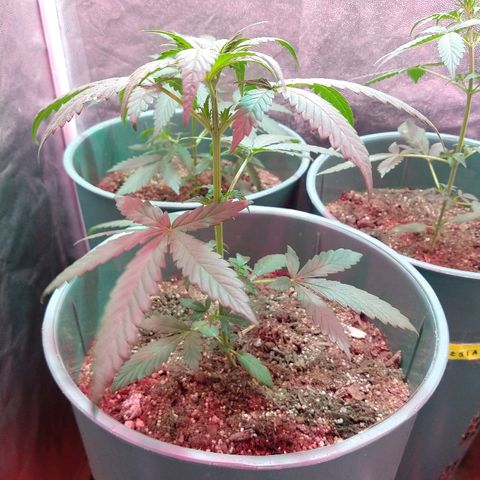 Gorilla Glue Auto growlog timeline photo