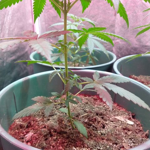 Gorilla Glue Auto growlog timeline photo