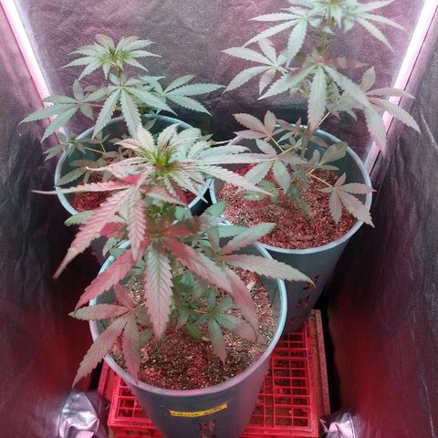 Gorilla Glue Auto growlog timeline photo