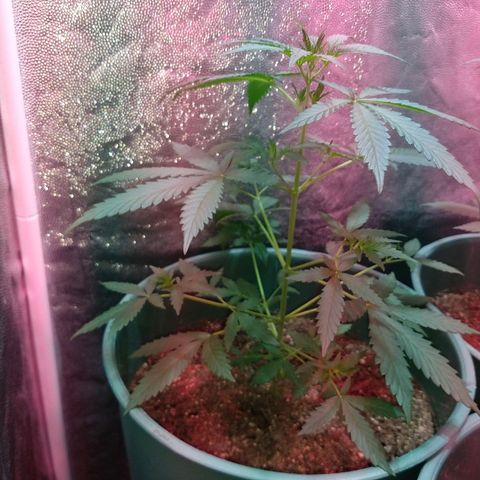 Gorilla Glue Auto growlog timeline photo