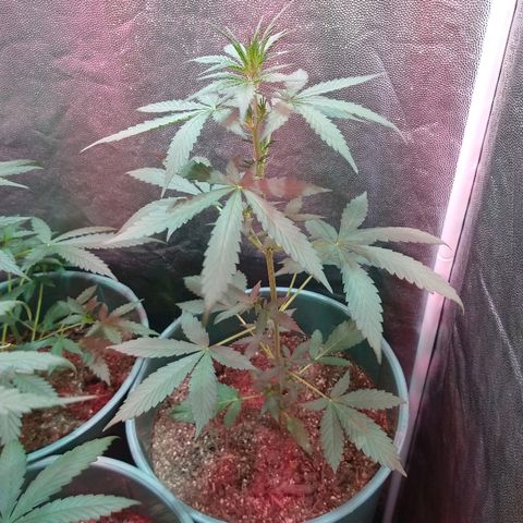 Gorilla Glue Auto growlog timeline photo