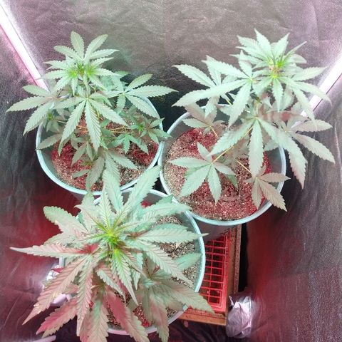 Gorilla Glue Auto growlog timeline photo