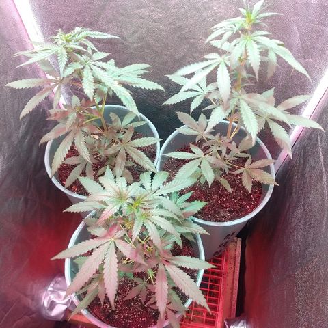 Gorilla Glue Auto growlog timeline photo