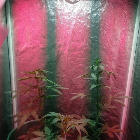 Gorilla Glue Auto growlog timeline photo