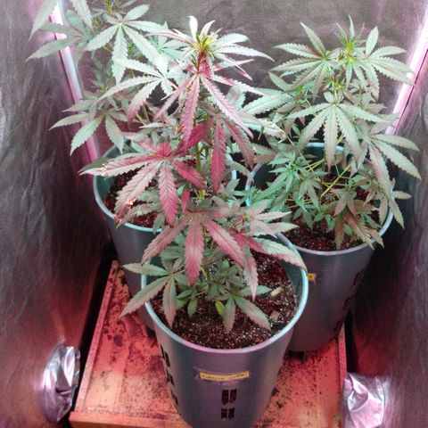 Gorilla Glue Auto growlog timeline photo