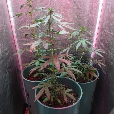 Gorilla Glue Auto growlog timeline photo