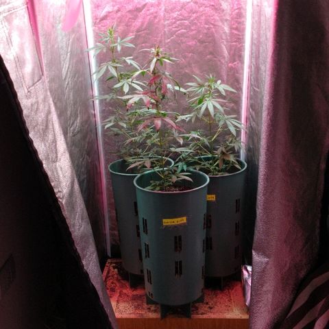 Gorilla Glue Auto growlog timeline photo