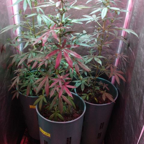 Gorilla Glue Auto growlog photo: Se las bajo al piso y se les dió más espacio entre maceta y maceta ! 