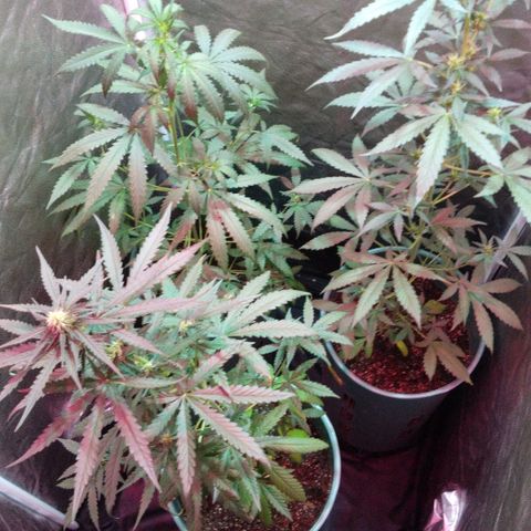Gorilla Glue Auto growlog photo: Se las bajo al piso y se les dió más espacio entre maceta y maceta ! 