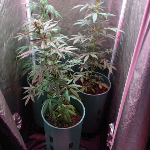 Gorilla Glue Auto growlog photo: Se las bajo al piso y se les dió más espacio entre maceta y maceta ! 
