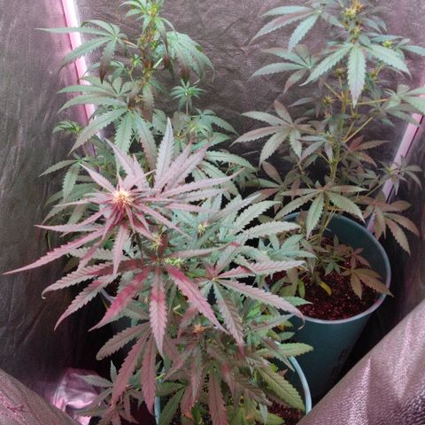 Gorilla Glue Auto growlog photo: Se las bajo al piso y se les dió más espacio entre maceta y maceta ! 