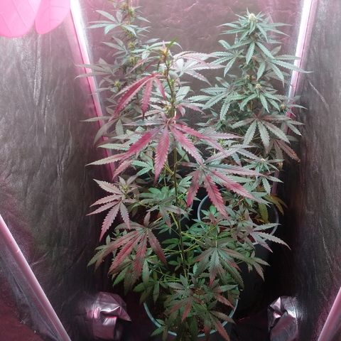 Gorilla Glue Auto growlog timeline photo