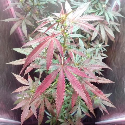 Gorilla Glue Auto growlog timeline photo