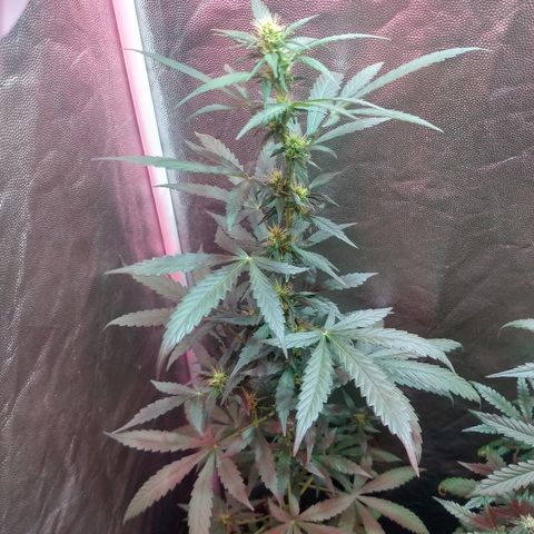 Gorilla Glue Auto growlog timeline photo