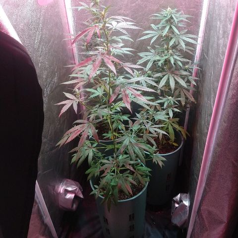 Gorilla Glue Auto growlog timeline photo