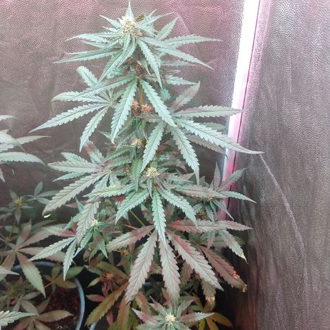 Gorilla Glue Auto growlog timeline photo
