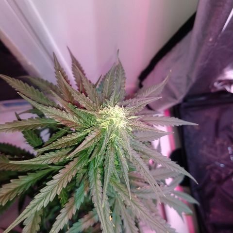 Gorilla Glue Auto growlog timeline photo