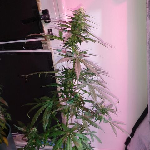 Gorilla Glue Auto growlog timeline photo