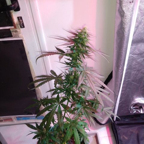 Gorilla Glue Auto growlog timeline photo