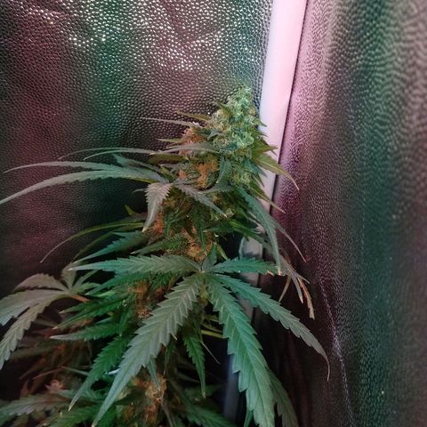 Gorilla Glue Auto growlog timeline photo