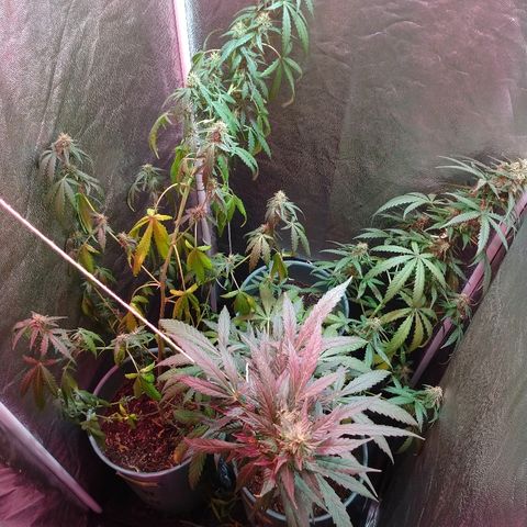 Gorilla Glue Auto growlog timeline photo