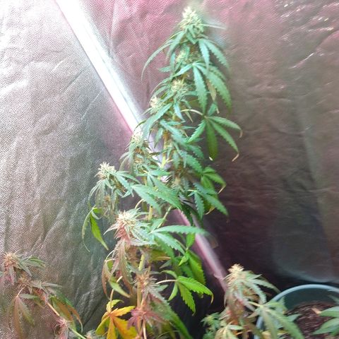 Gorilla Glue Auto growlog timeline photo
