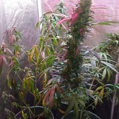 Gorilla Glue Auto growlog timeline photo
